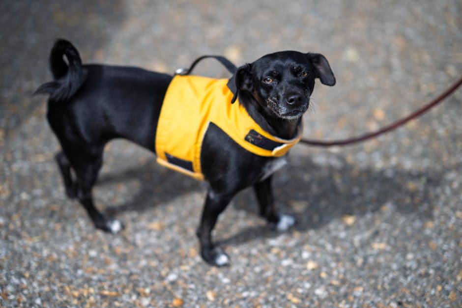 Black dog wearing a yellow jacket and leash outside, looking at the camera.